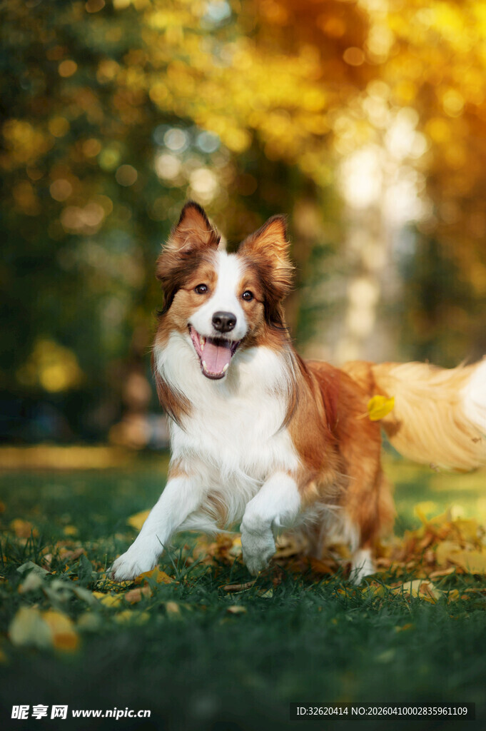 秋日草地上欢快的三色犬