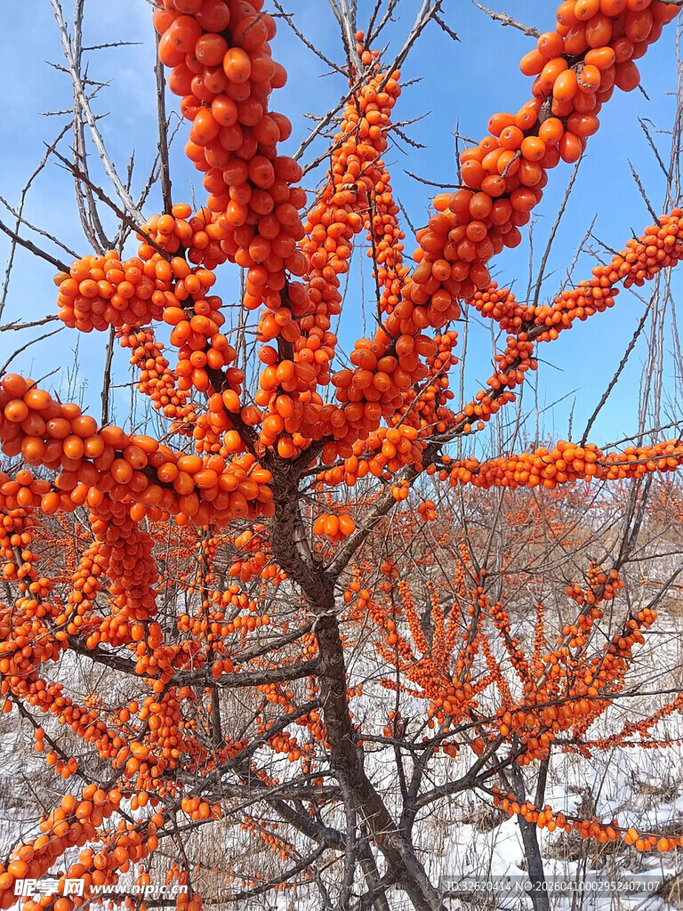雪后枝头的橙红沙棘果