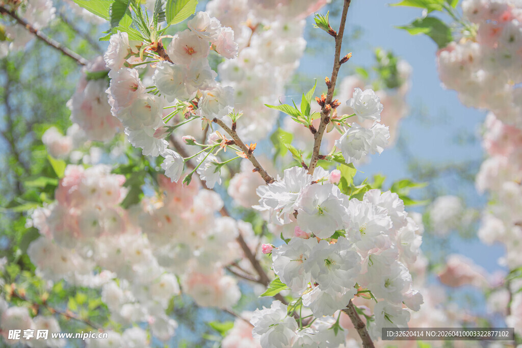 烂漫樱花枝头绽放