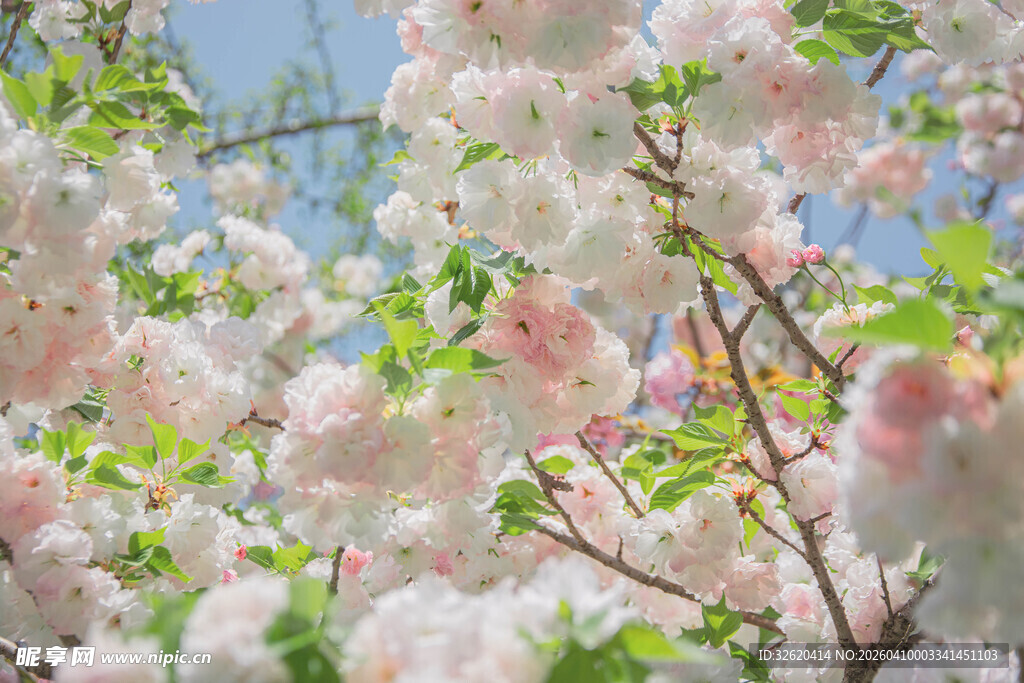 春日烂漫盛开的粉嫩花朵