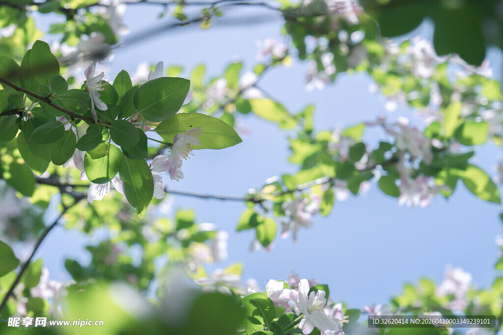 春日繁花绿叶蓝天景象