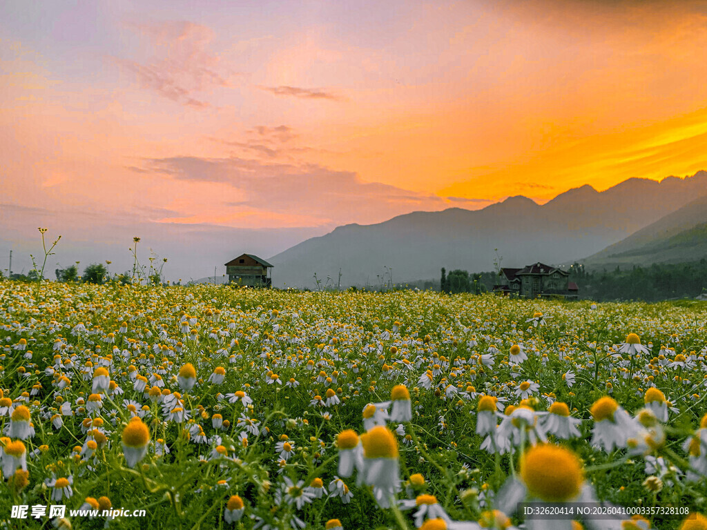 夕阳下的绚烂花海美景