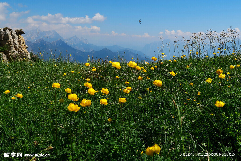 草原上的黄色野花美景