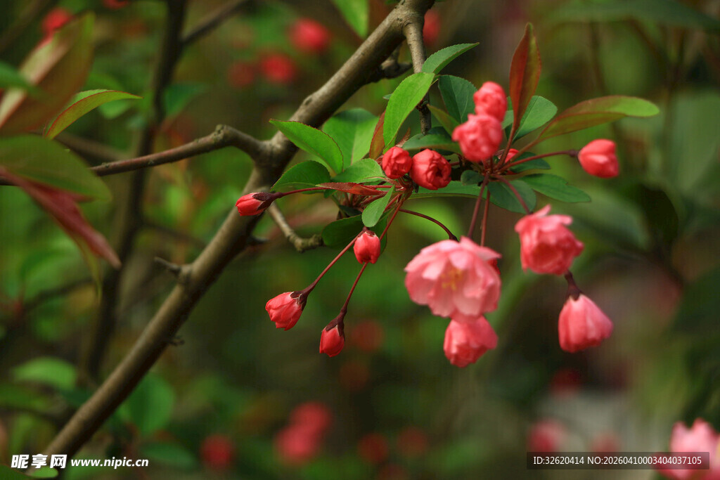 枝头绽放的娇艳粉色花朵