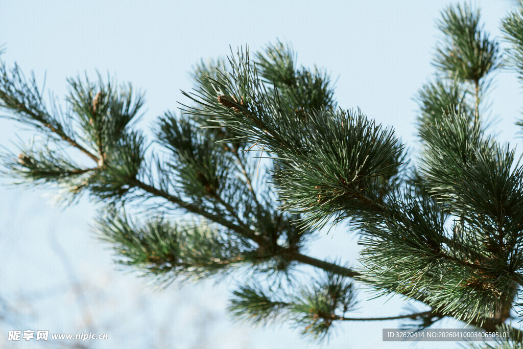 松树枝干