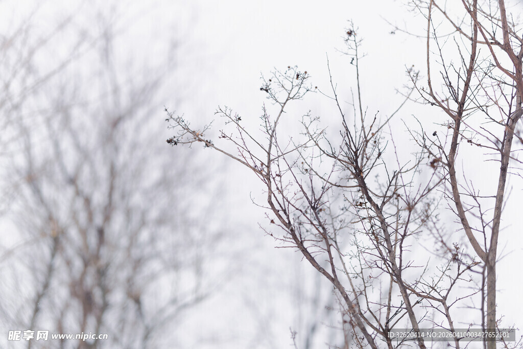 冬日枯树景象