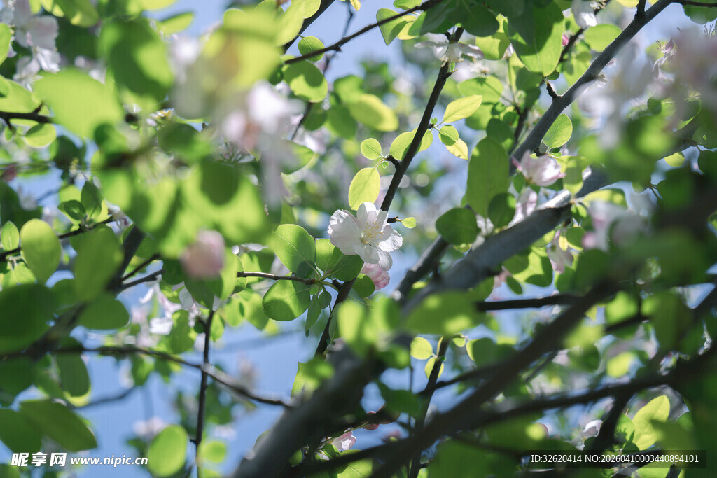 春日繁花枝头绿意盎然