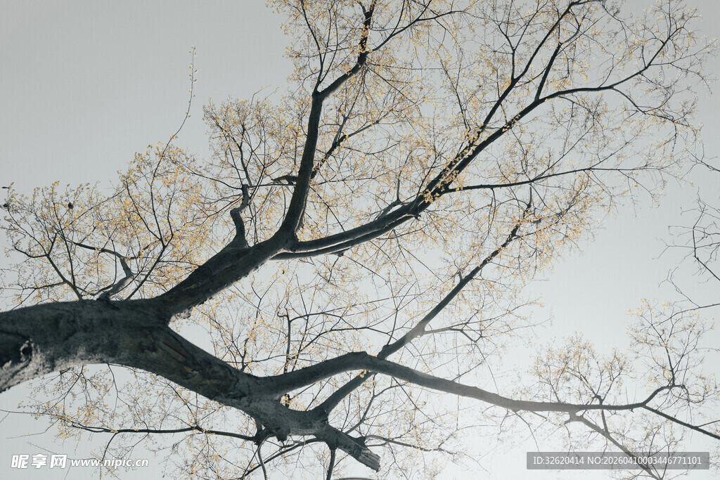 冬日光秃树枝