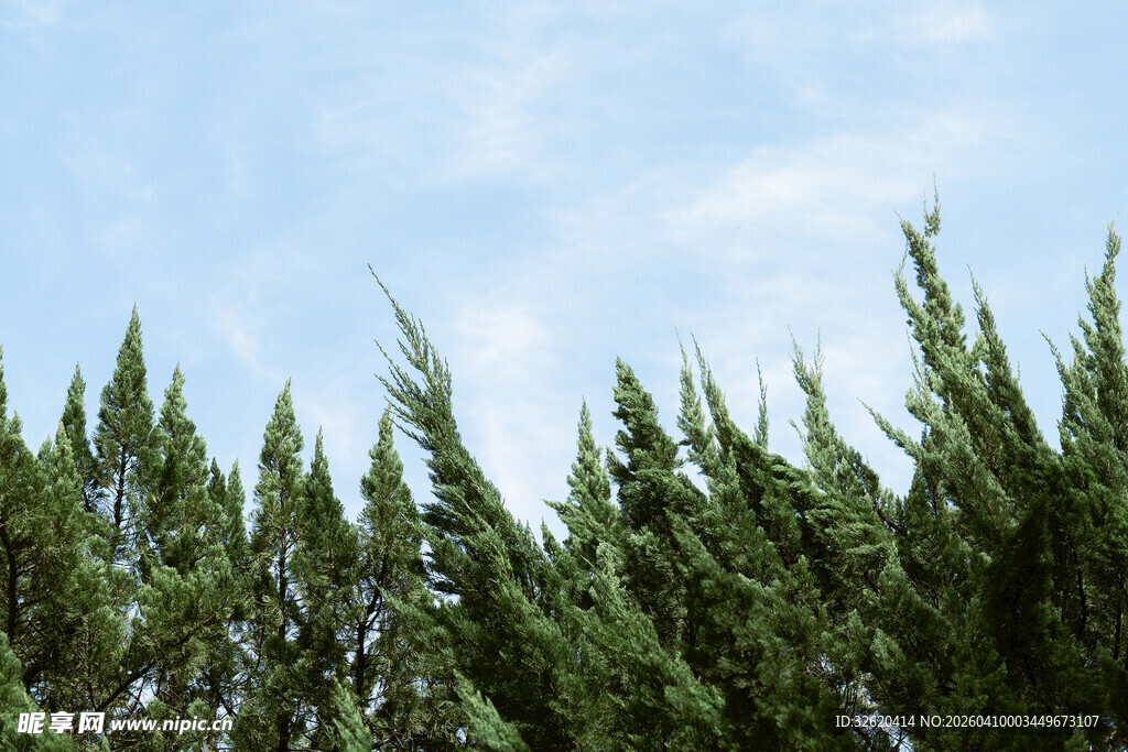 蓝天绿树风景图