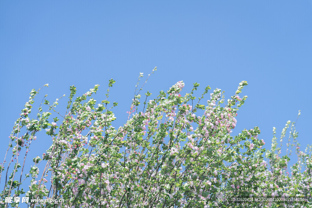 蓝天映衬下的繁茂花枝