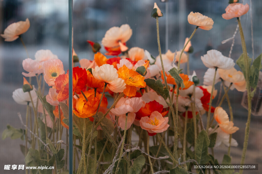 多彩虞美人绽放