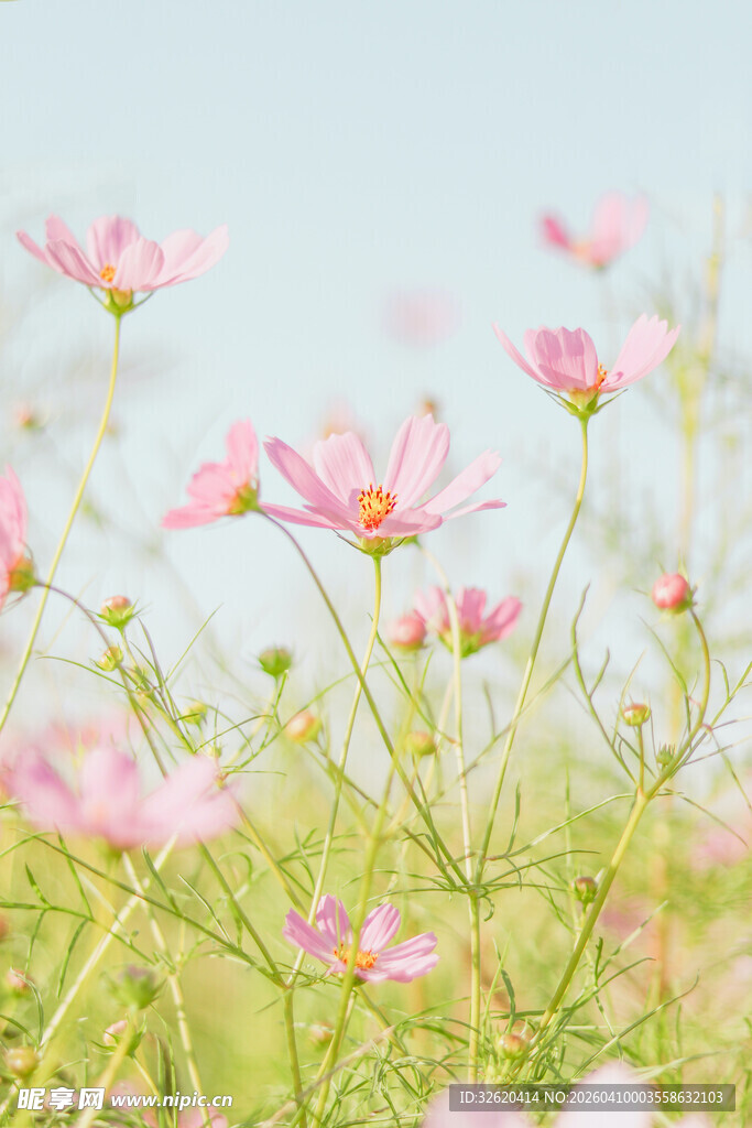 粉色格桑花盛放美景