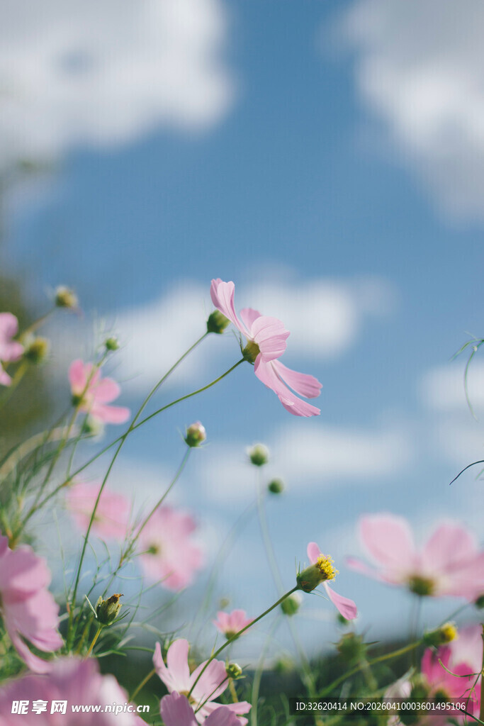 蓝天粉花