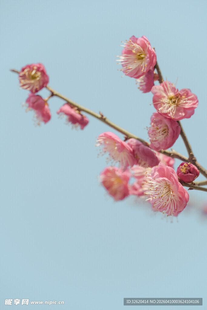枝头绽放的粉嫩梅花