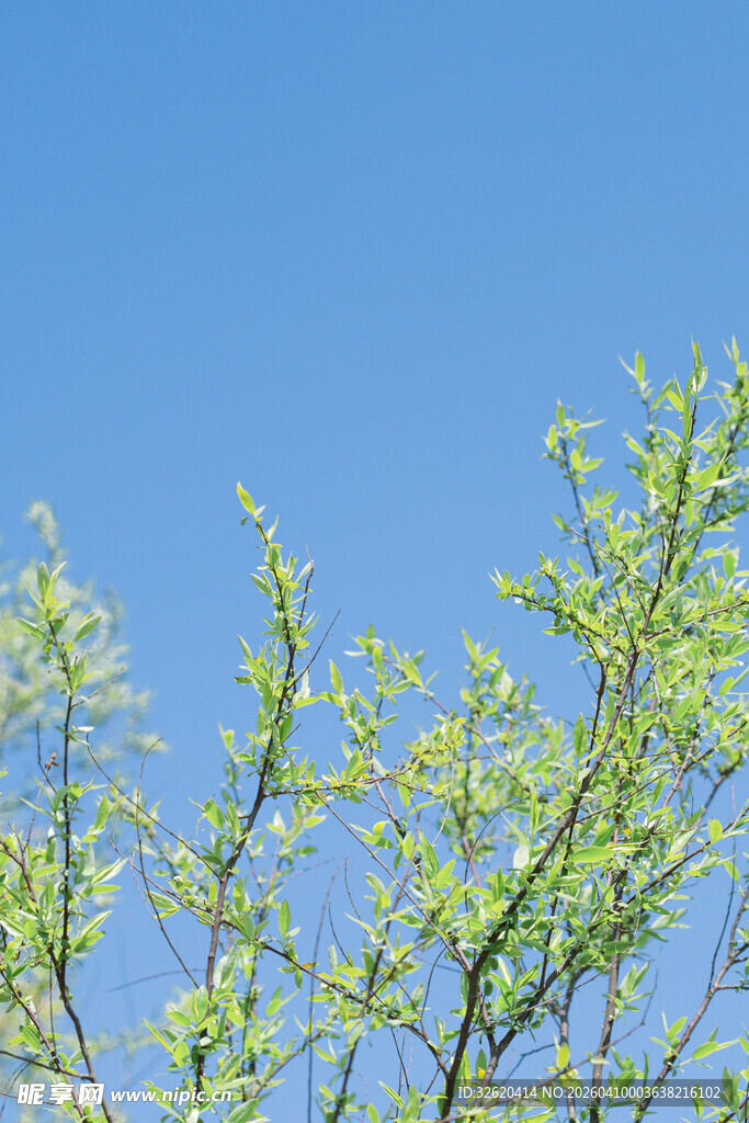 蓝天映衬下的嫩绿树枝