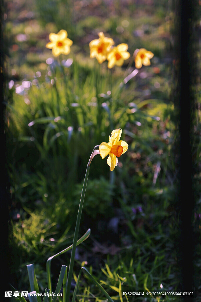 春日草间绽放的黄色小花