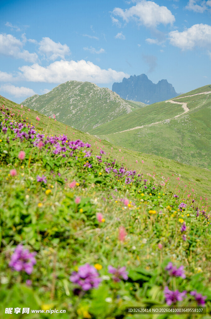 山间烂漫花海美景