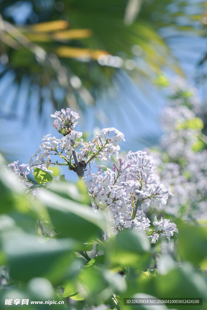 绽放的淡紫色繁花