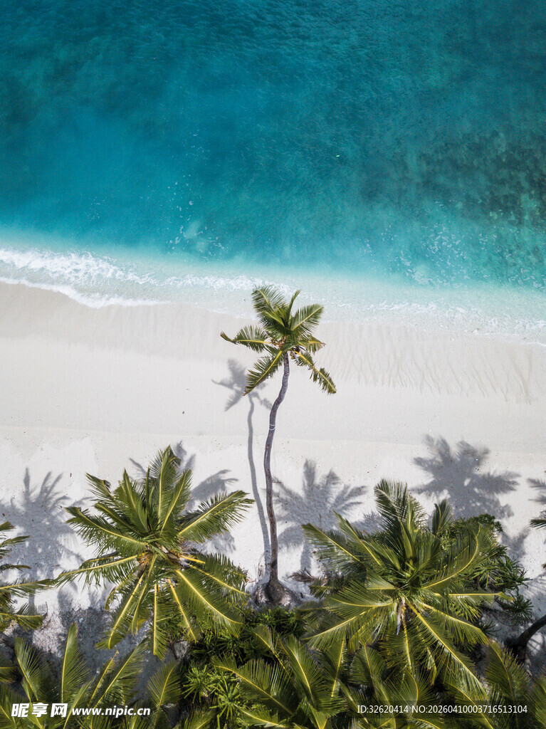 俯瞰热带海滩棕榈树美景
