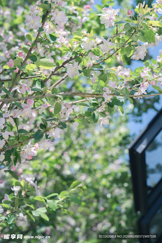 春日繁花盛开的枝头