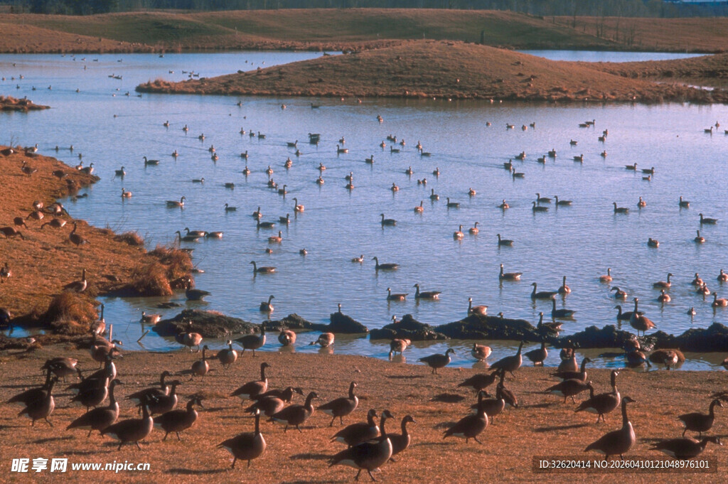 湖畔群鸟栖息的自然景象