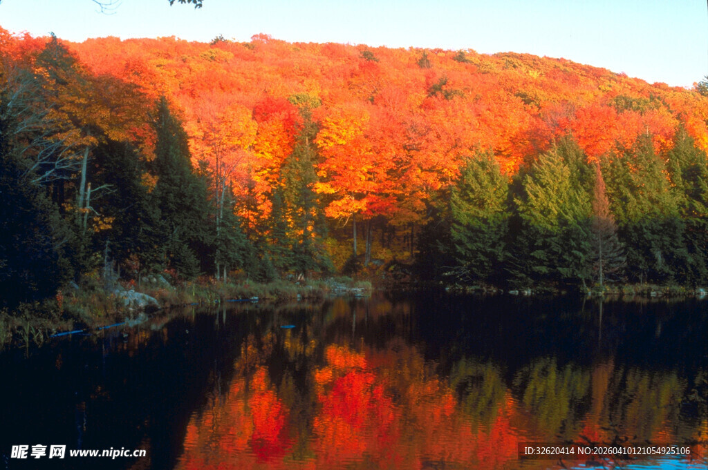 秋日湖畔绚烂枫林美景