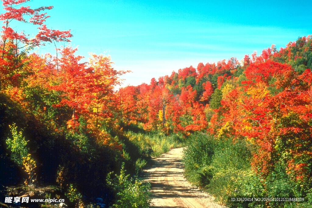 秋日山间红叶小径