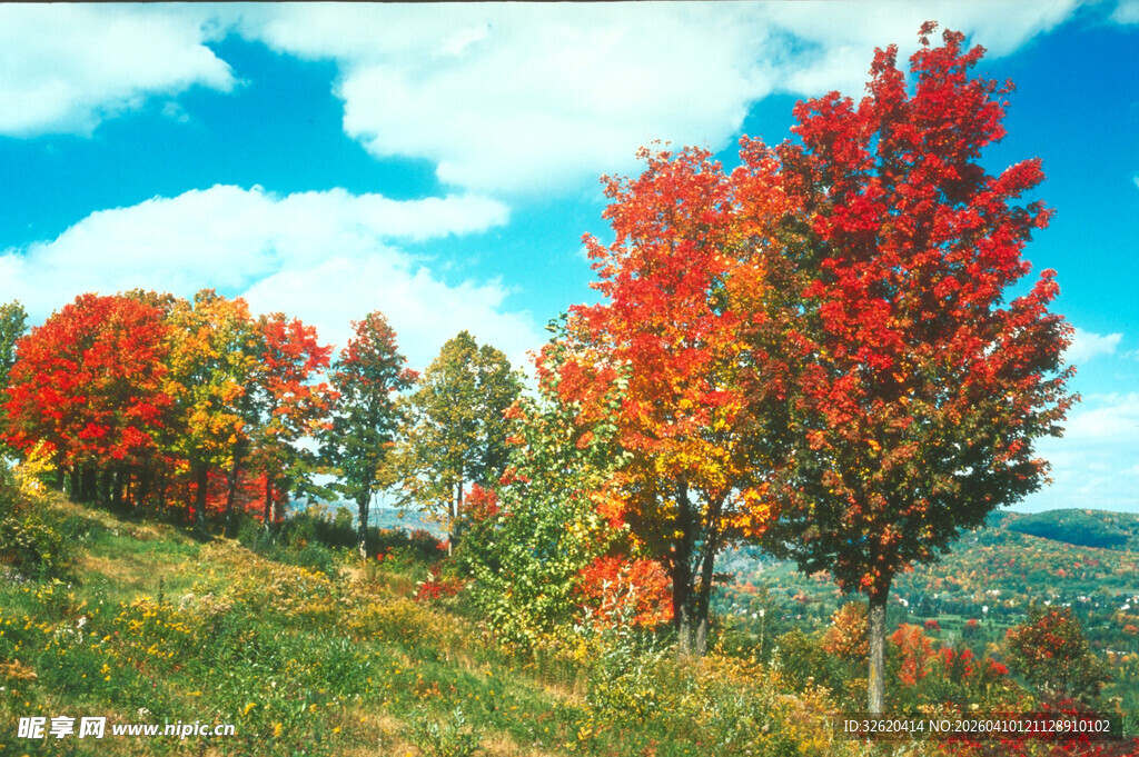 秋日山坡绚烂彩叶美景