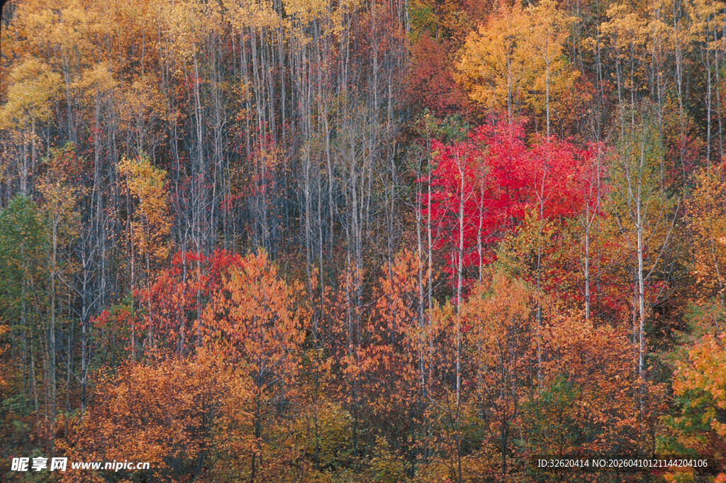 秋日多彩森林美景