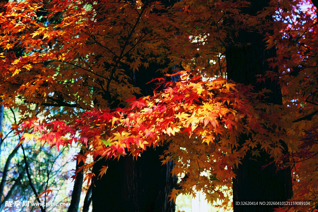 秋日枫林间的绚烂景致