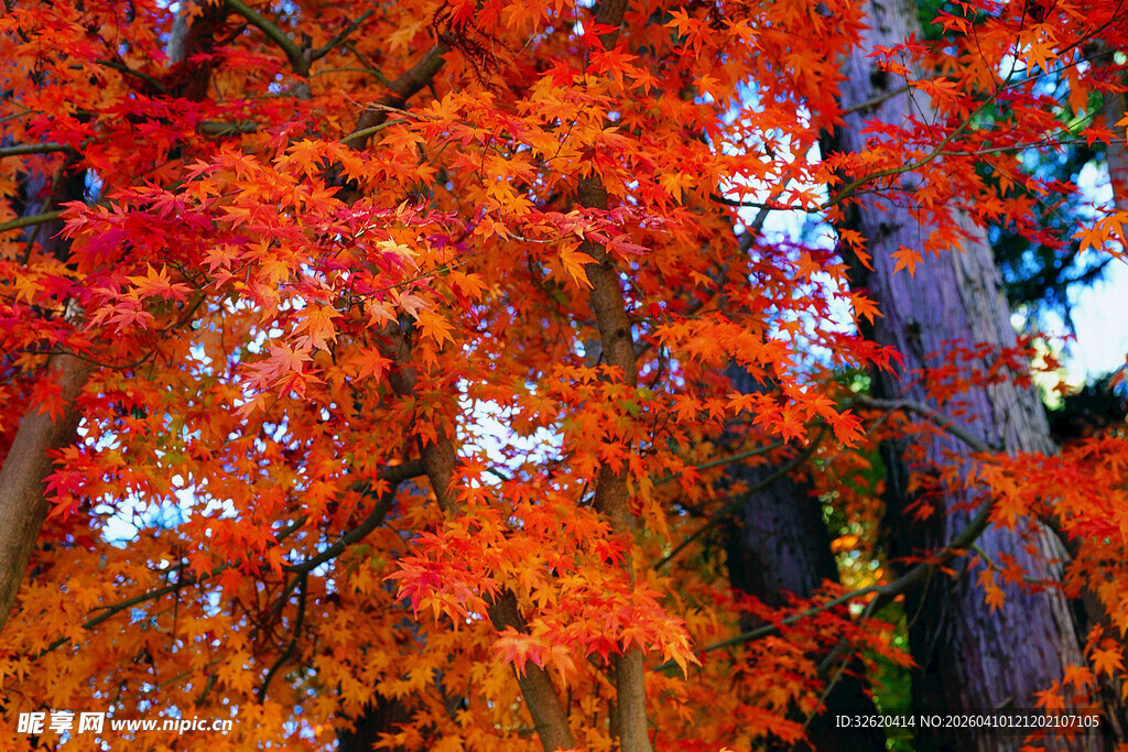 秋日绚烂红叶树景