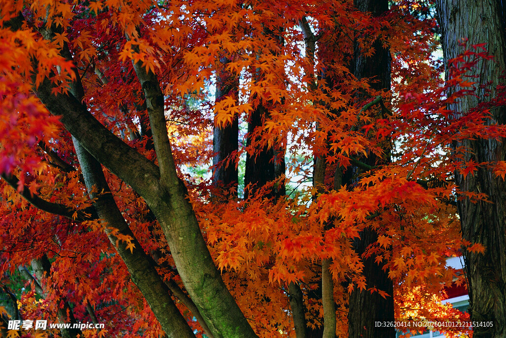 秋日绚烂枫林美景