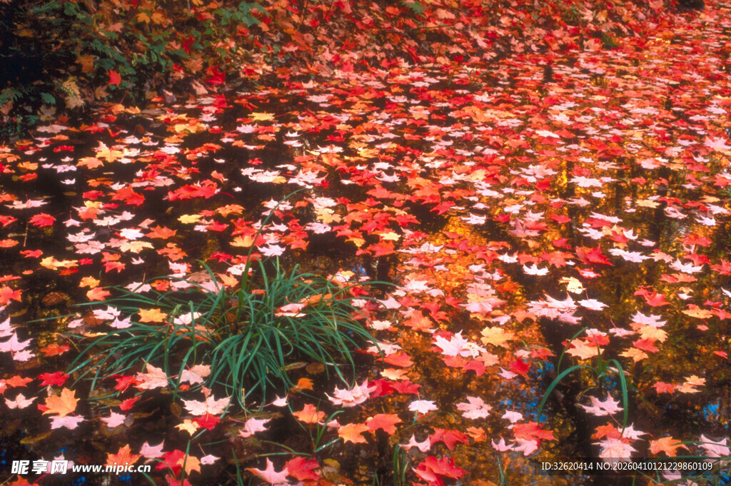 落花满地的美丽景致