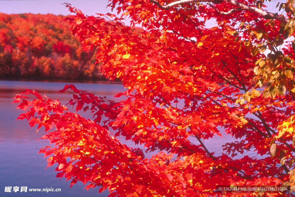 湖畔红枫美景