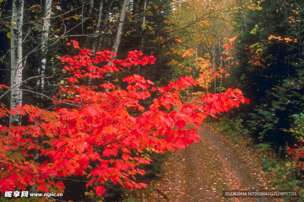 秋日林间艳红枫叶小道