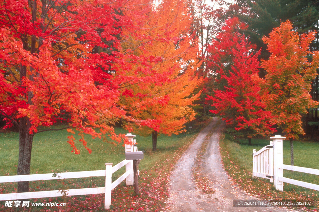 秋日枫林间的乡间小道