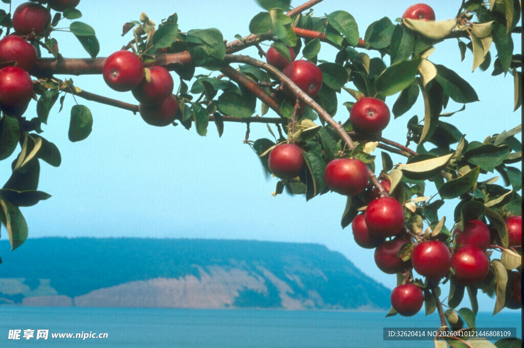 枝头红果映蓝天碧水