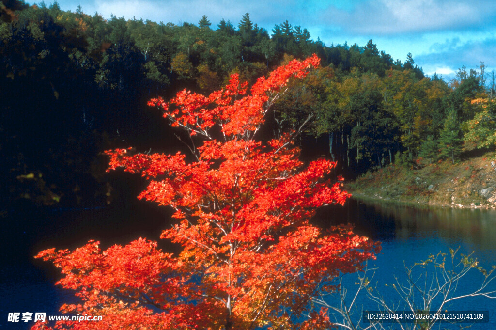 湖畔红枫映秋景