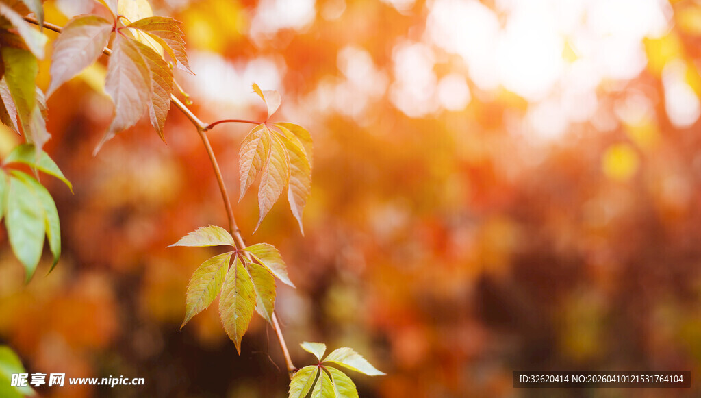 秋日阳光下的斑斓树叶