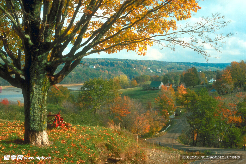 秋日树下的静谧美好