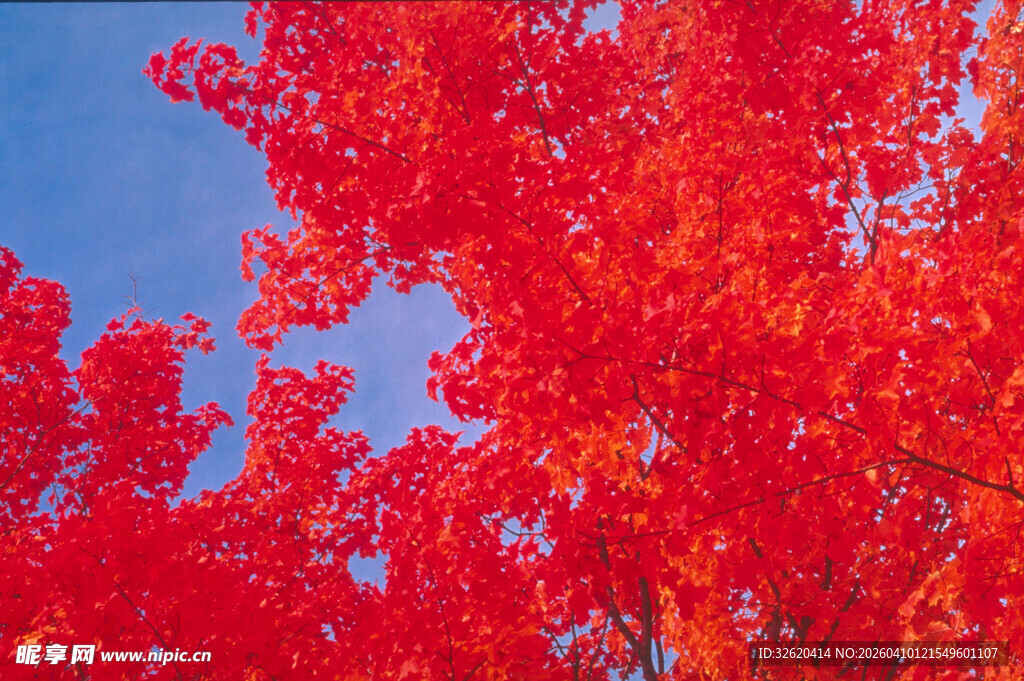 秋日红枫映蓝天