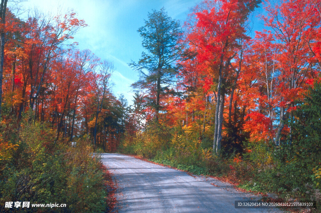 秋日林间小路美景