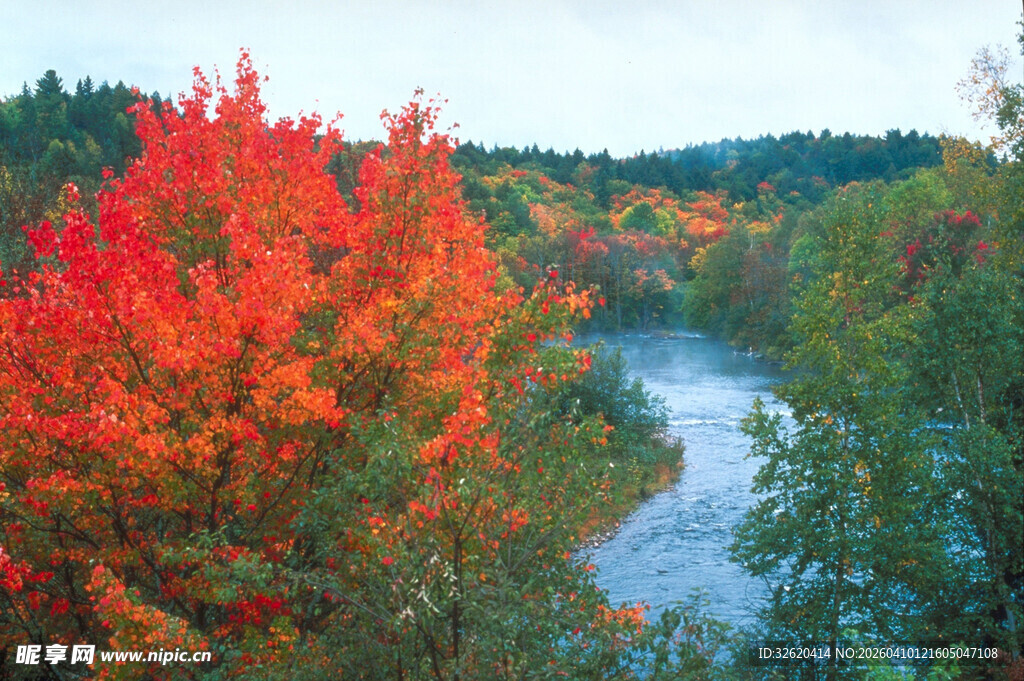 秋日河畔绚烂红叶美景