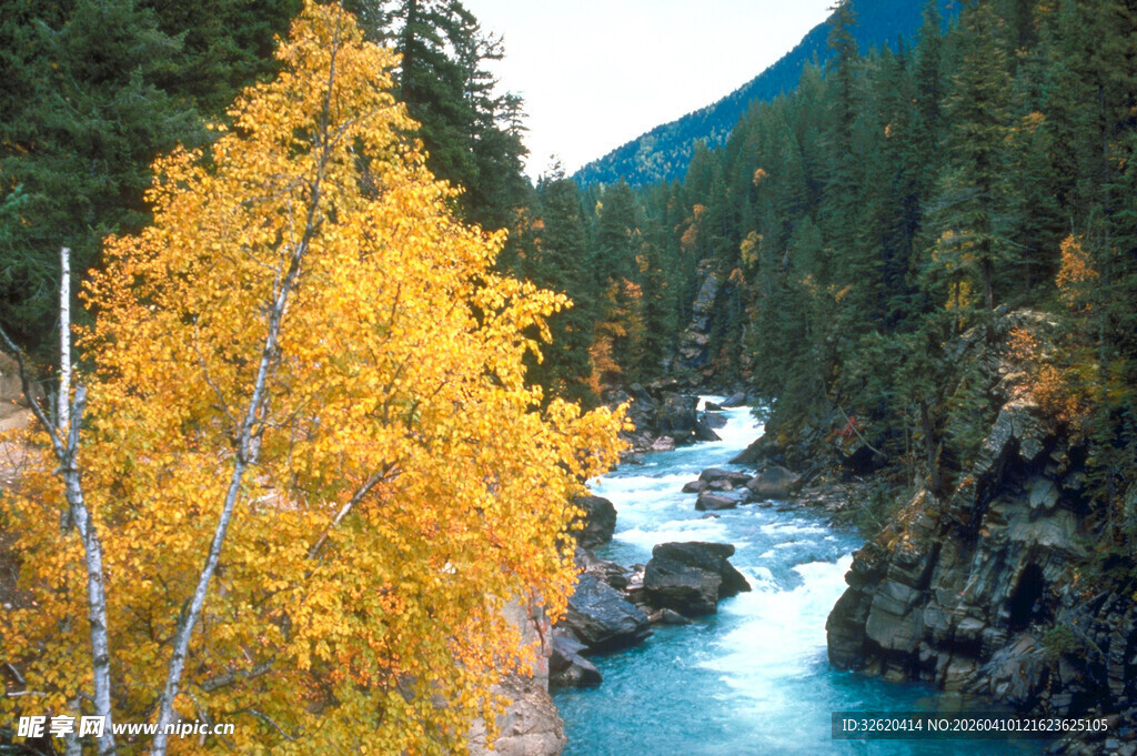 秋日溪边金黄树木