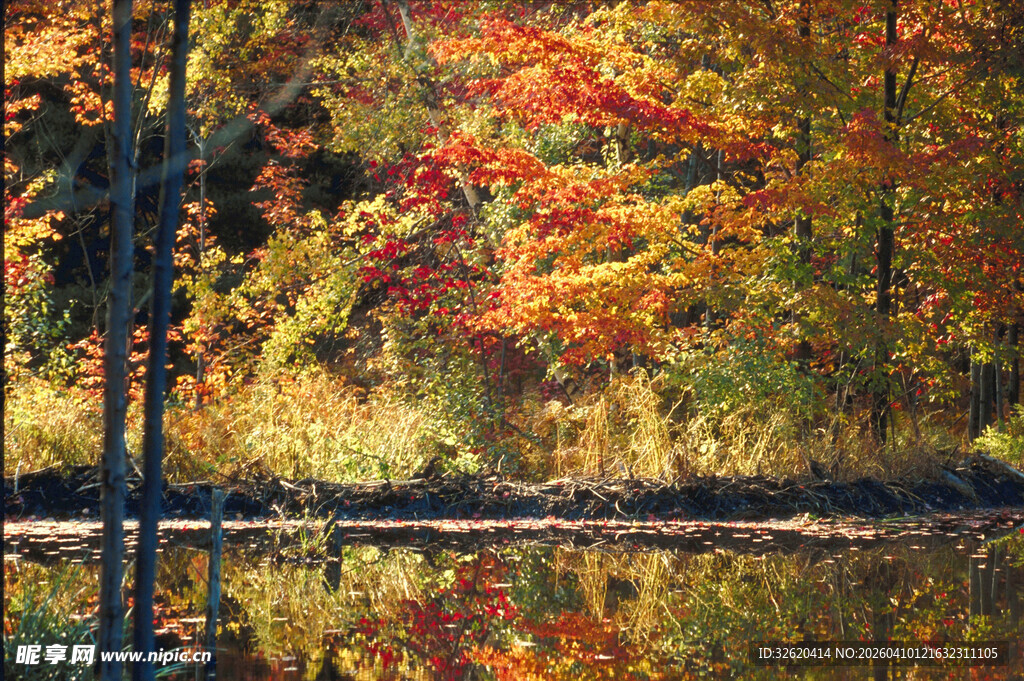 秋日湖畔斑斓树林