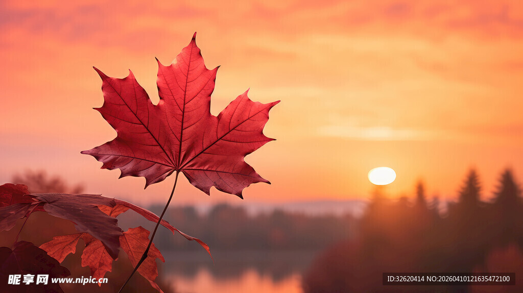 夕阳下的红枫叶