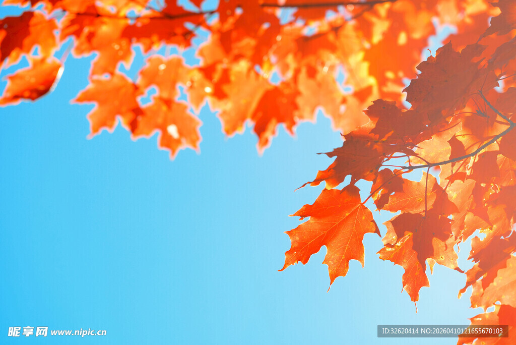 秋日枫叶映蓝天