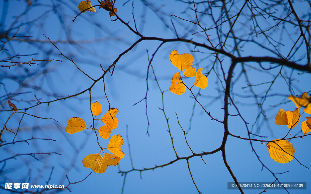 蓝天映衬下的金黄秋叶
