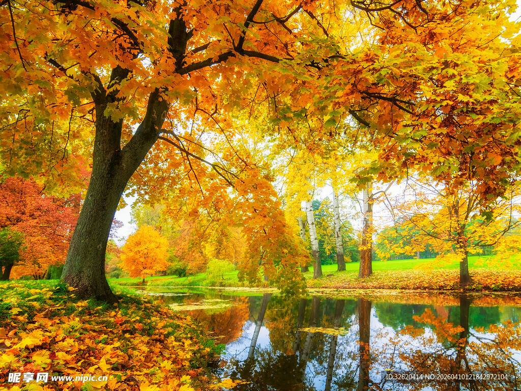 秋日湖畔斑斓树林