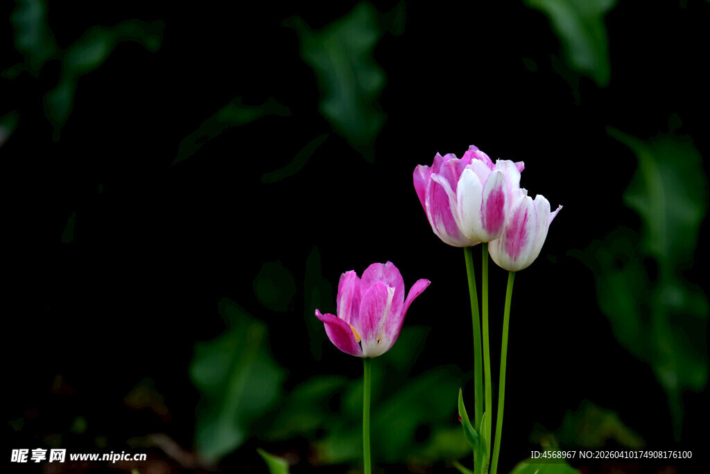 粉色双色郁金香绽放